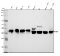 Anti-IKB alpha NFKBIA Rabbit Monoclonal Antibody